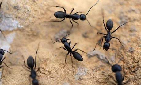 地球清洁师的意思是什么,地球的清洁师是指图8