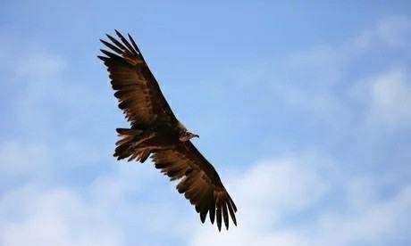 地球清洁师的意思是什么,地球的清洁师是指图4