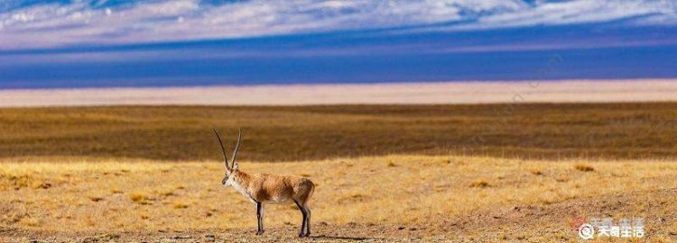 东非高原都有些什么动物种类