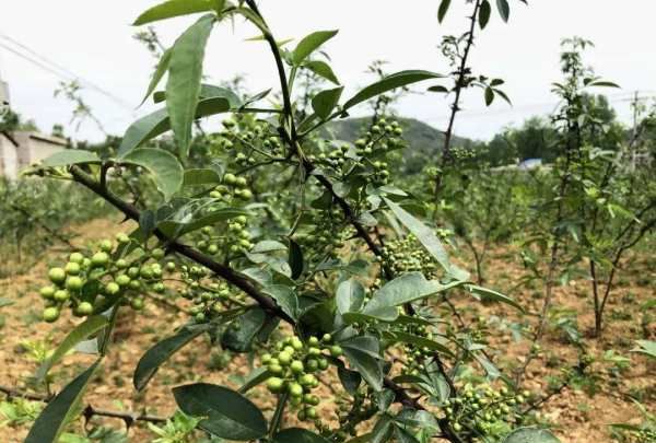 四川花椒产地,茂汶花椒产地是哪里图4