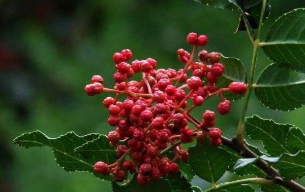 四川花椒产地,茂汶花椒产地是哪里图2