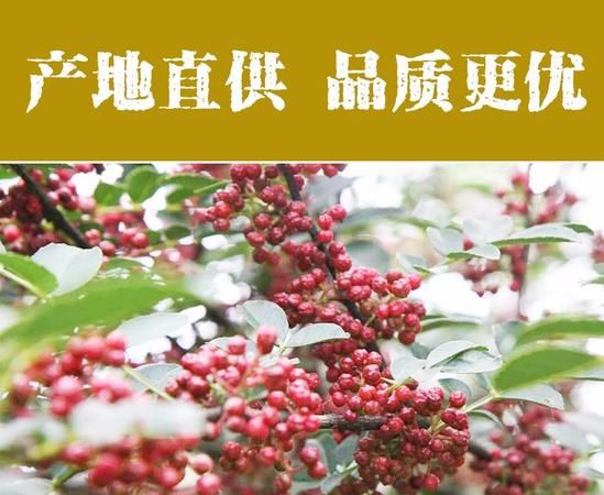 四川青麻椒产地在什么地方