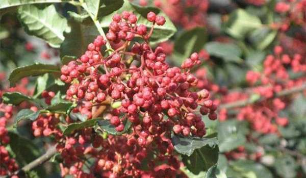 四川花椒产地,茂汶花椒产地是哪里图3