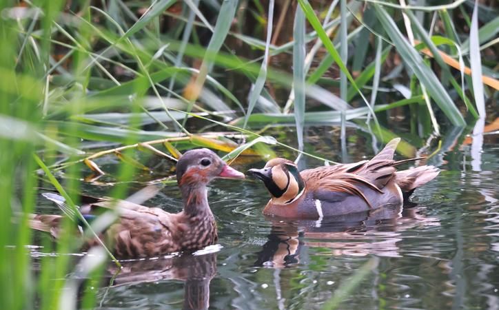 鸳鸯属于鸭类吗