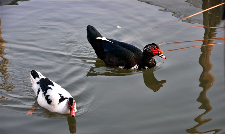 鸳鸯到底是鸭还是鸟呢