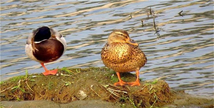 鸳鸯到底是鸭子还是鸟类呢