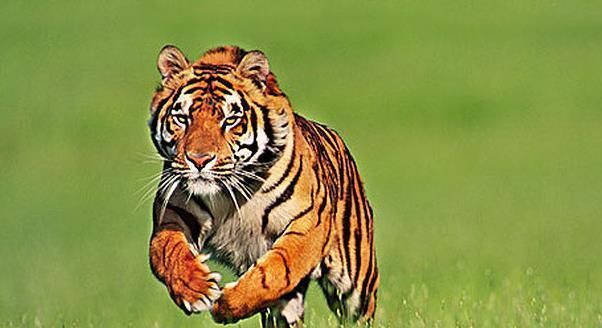 虎头蛇尾开过什么生肖