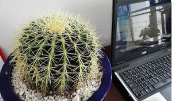 仙人掌防电脑辐射,仙人掌放在计算机旁能防辐射这种说法是对的吗图1