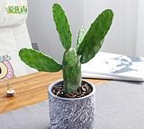 仙人掌能不能防辐射?