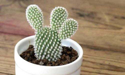 仙人掌防电脑辐射,仙人掌放在计算机旁能防辐射这种说法是对的吗图3