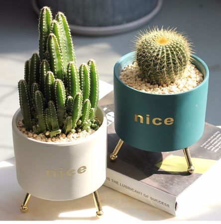 仙人掌防电脑辐射是真的吗