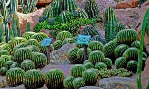 仙人掌防电脑辐射,仙人掌放在计算机旁能防辐射这种说法是对的吗图2