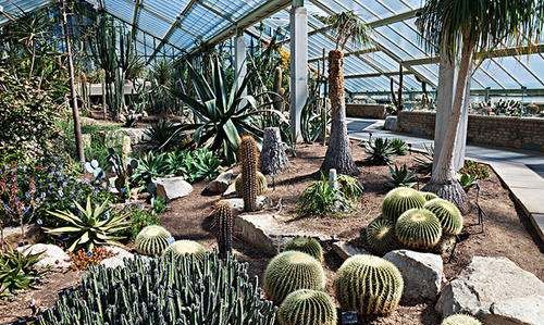 仙人掌防电脑辐射,仙人掌放在计算机旁能防辐射这种说法是对的吗图4