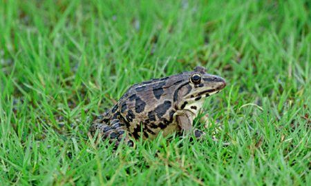 雪蛤是什么动物,雪蛤读音是什么意思图4