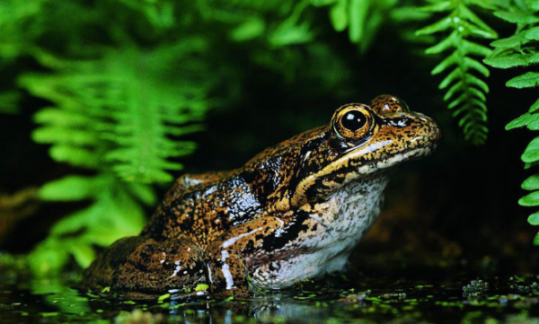 雪蛤是什么动物,雪蛤读音是什么意思图5