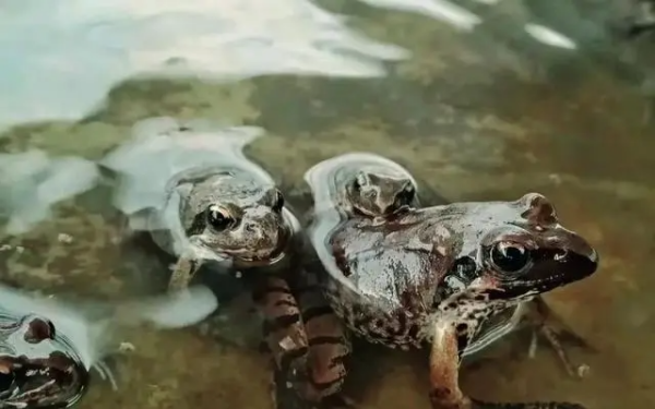 雪蛤是什么动物,雪蛤读音是什么意思图1