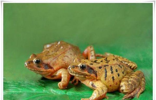 雪蛤是什么动物,雪蛤读音是什么意思图3