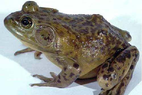 雪蛤是什么动物,雪蛤读音是什么意思图2