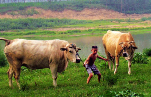 带牛字的祝福语,带有牛字的四字祝福语图2