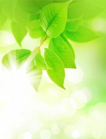 春天绿色树叶的树有哪些