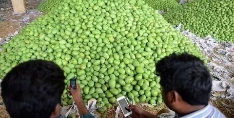 绿色都有哪些,春天绿色树叶的树有哪些?图11