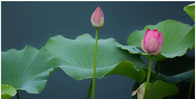 故宫老人票是指多大年龄，摄影圈中的老法师是什么？图3