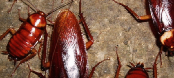 蟑螂吃同类,蟑螂吃同类 从头开始吃图2