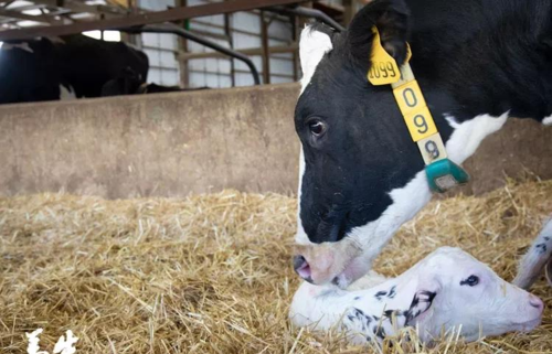 黑白花奶牛分公母吗