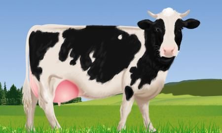 奶牛分不分公母为什么