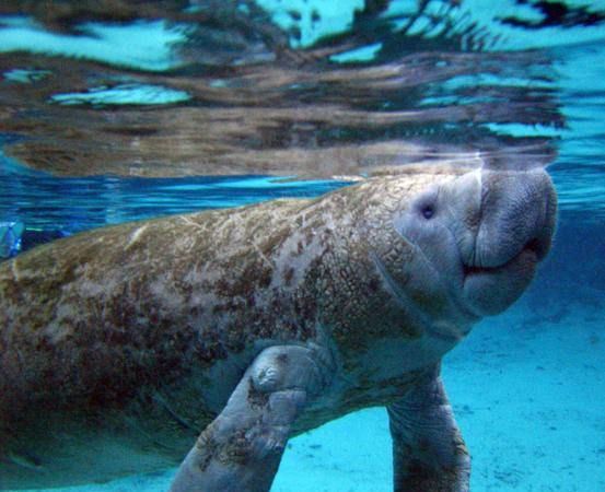 儒艮之箭是什么