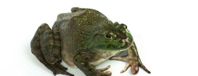 青蛙和金蟾和蛤蟆有什么区别