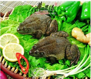 青蛙为什么叫做田鸡呢有区别吗