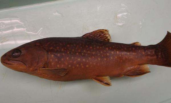 鱼的种类有哪些 名字,世界上有哪些鱼的名字图6