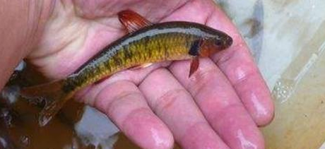 鱼的种类有哪些 名字,世界上有哪些鱼的名字图4