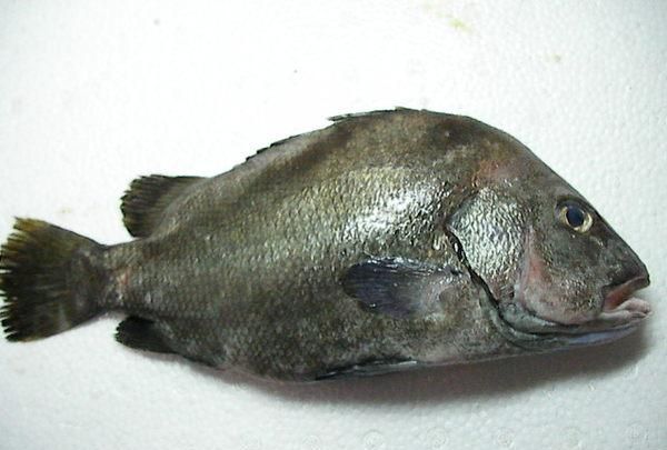 鱼的种类有多少