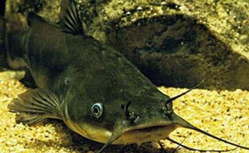 世界上有哪些鱼的名字