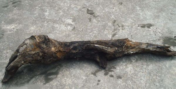 阴沉木是什么颜色的,阴沉木如何鉴定图2