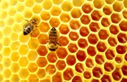 酒制蜂胶哪个牌子好?蜂胶哪个牌子好多少钱-第1张图片-