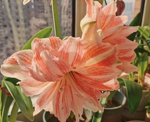 栀子花和夜来香哪个有毒(含羞草哪个部位有毒)-第1张图片-