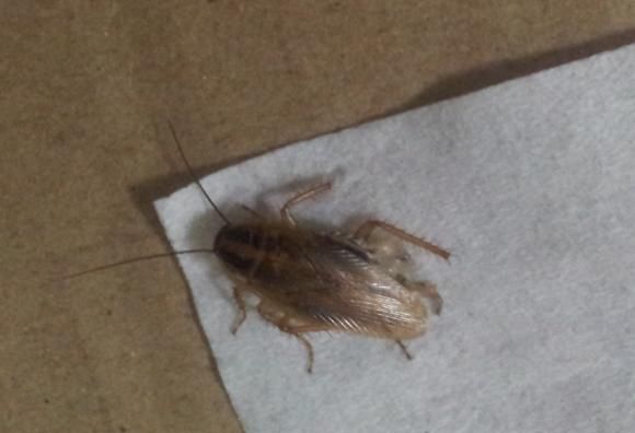 为什么蟑螂有的会飞有的不会