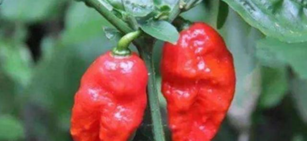 能吃辣的有哪些省份,中国最能吃辣的省份图11