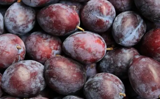 西梅酸的是还没熟,西梅酸的还是甜的图1