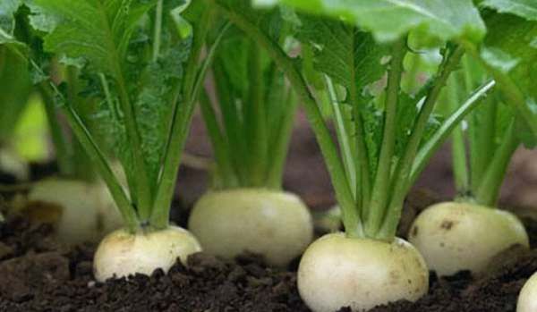 蛮茎是什么菜,蛮茎和玛卡是一种植物图2