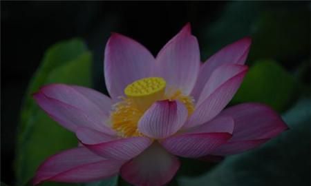 寓意美好的微信昵称