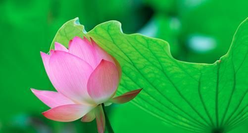 带莲花的微信昵称