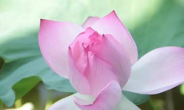 有荷的微信名清新脱俗