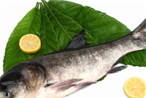 常吃的海鱼有哪些