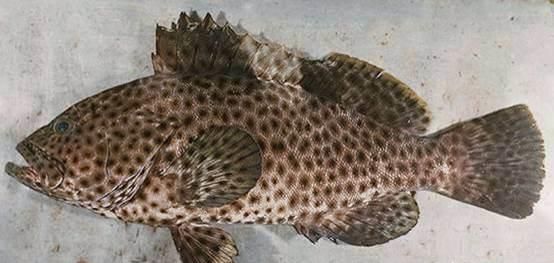 常吃的鱼有哪些，常吃的海鱼有哪些？图8