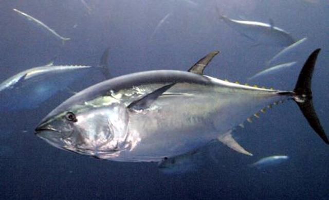 常吃的鱼有哪些，常吃的海鱼有哪些？图6