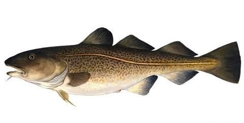 常吃的鱼有哪些，常吃的海鱼有哪些？图5